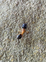 Camponotus sansabeanus