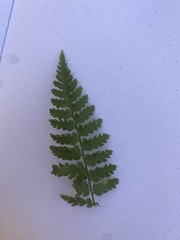 Dryopteris intermedia