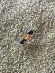Camponotus sansabeanus
