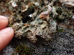 Lobarina scrobiculata