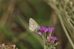 Leptotes