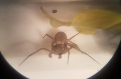 Philodromus aureolus