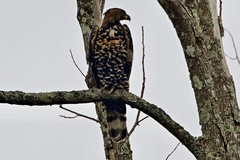 Stephanoaetus coronatus