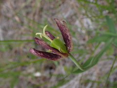 Fritillaria affinis