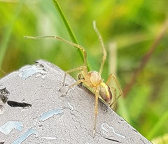 Cheiracanthium erraticum