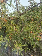 Pyrus spinosa