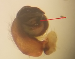 Araniella opisthographa