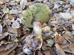 Caloboletus marshii