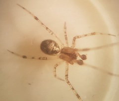 Theridion varians