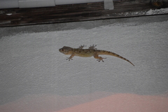 Tarentola mauritanica mauritanica