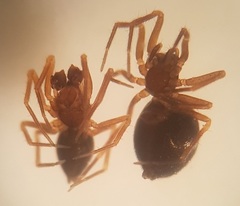 Agyneta innotabilis