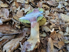 Caloboletus marshii