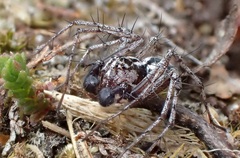 Oxyopes heterophthalmus