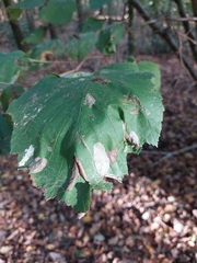 Phyllonorycter coryli