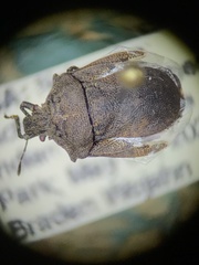 Amaurochrous cinctipes