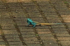 Acanthocercus atricollis