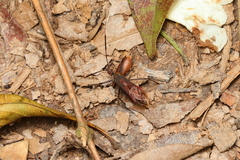 Castolus rufomarginatus