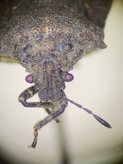 Amaurochrous cinctipes