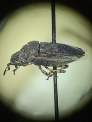 Amaurochrous cinctipes