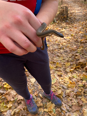 Regina septemvittata