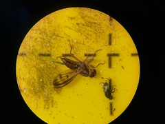 Opomyzidae
