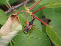 Rhynocoris ventralis