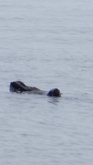 Otariidae