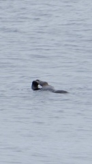 Otariidae
