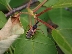 Rhynocoris ventralis