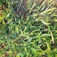 Echinochloa crus-galli
