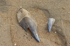 Pinnidae
