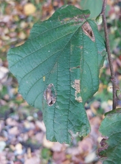 Phyllonorycter coryli