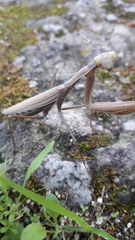 Mantis religiosa religiosa