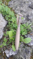 Mantis religiosa religiosa