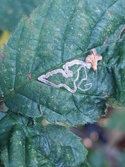 Stigmella aurella