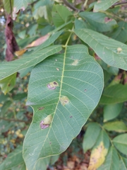 Aceria erinea