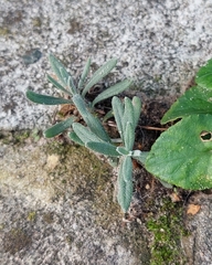 Lavandula angustifolia