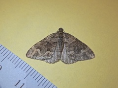 Catarhoe basochesiata