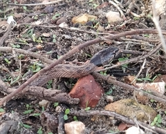 Macroprotodon brevis ibericus