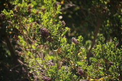 Escallonia myrtoidea