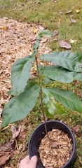 Quercus imbricaria