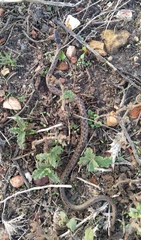 Macroprotodon brevis ibericus