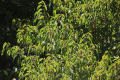 Aristotelia chilensis