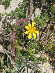 Othonna coronopifolia