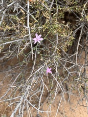 Stephanomeria exigua