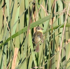 Pseudocolopteryx flaviventris
