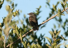 Serpophaga nigricans