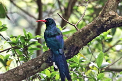 Phoeniculus purpureus