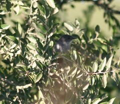 Serpophaga nigricans