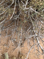 Stephanomeria exigua